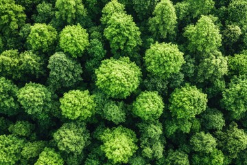 Dense green treetops create abstract textured pattern from above. Great for nature, ecology, travel, or environmental designs.