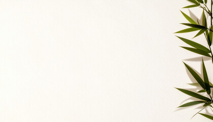 Fototapeta premium 竹の葉と柔らかな白背景のナチュラル素材