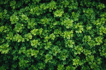 Full frame close-up of vibrant green leaves create a dense, natural pattern. Use as a backdrop for nature, freshness, or growth concepts.