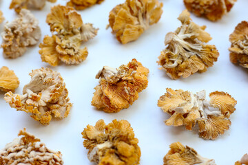 Splitgill mushroom or schizophyllum commune mushroom