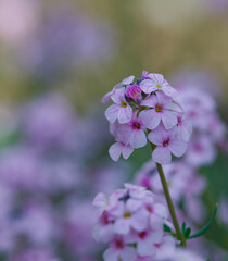 Obraz premium Beautiful close-up of aethionema coridifolium