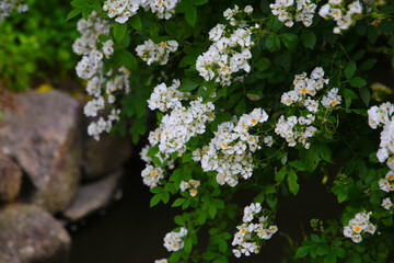 Wild white rose in Japanese garden