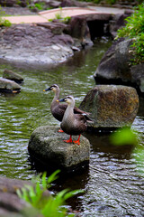 Eastern Spot-billed Duck in Komatsugawa Sakaigawa Water Park in Tokyo, Japan