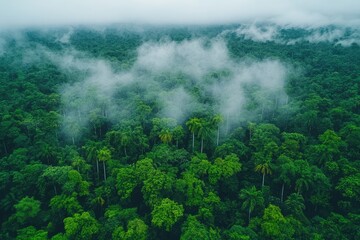 Lush green rainforest canopy, partially covered with low-lying clouds and mist. Use for nature, travel, or environmental themed projects for strong visual impact.