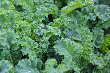 Green leaves of kale plants in a garden