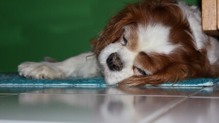 Cane di razza Cavalier King che riposa sul pavimento 