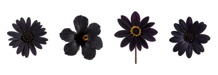 Black Flowers Set n isolated on transparent or white background