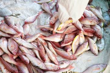 Red snapper fish, sea bream, market stall in Kochi India, fishermen with freshly caught seafood at Kerala beach