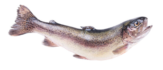 Fish trout isolated on white background