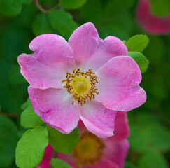 Beautiful close-up of rosa hemsleyana