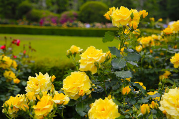 Obraz premium Beautiful roses in full bloom at the Japan Rose Garden.