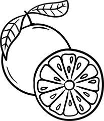 Orange/Grapefruit Hand Drawn Line Art Illustration