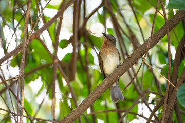 a Philippine red-eyed bulbul on a tree branch 