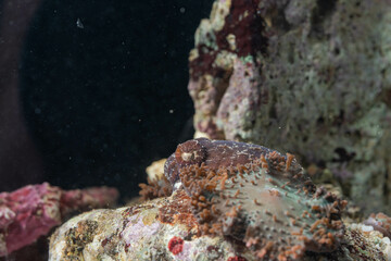 a dwarf cuttlefish doing camouflaging to hunt the shrimp
