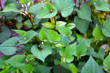 Houttuynia cordata plant, Houttuynia cordata Thunb.