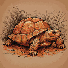 turtle vector sketch illustration hand made