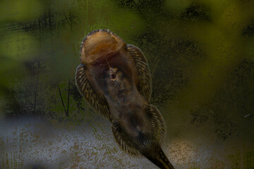 a borneo sucker cleaning an algae on aquarium glass