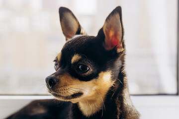 A little chihuahua stares curiously at the camera