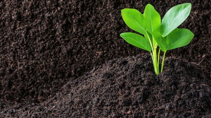 Naklejka premium Fresh Soil with Decomposed Organic Matter Ready for Garden Planting and Nourishing Growth of Green Seedlings