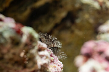 a micro fern like coral attached on a rough surface rocks 