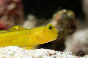 a yellow green goby by the bend of the sand waiting for the food to drop