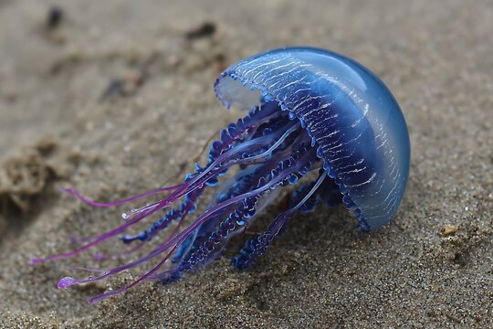 Exotic Physalia physalis in vibrant sea scene  
