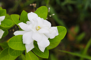 Cape jasmine or garden gardenia flower