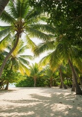 Fototapeta premium Lush Green Palm Trees on Sunny Tropical Beach