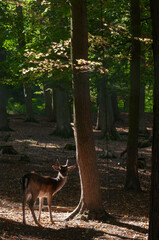 fallow deer in the forest or reserve with morning sun rays