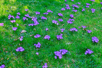 Paris, France. Europe. Crocus in full bloom in the spring.