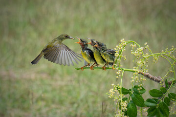 Sun-bird (Nectarinia jugularis) Female feeding new born chicks on branch