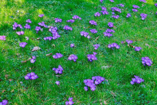 Paris, France. Europe. Crocus in full bloom in the spring.