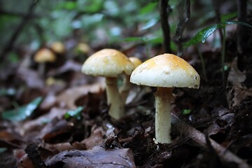 Fototapeta premium Radiant toxic mushrooms in forest natural setting 
