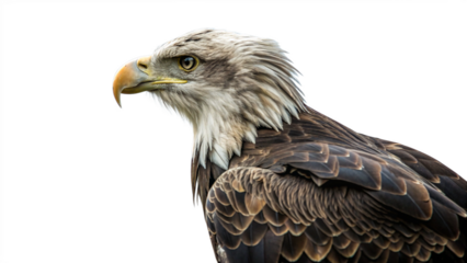 portrait of a bald eagle