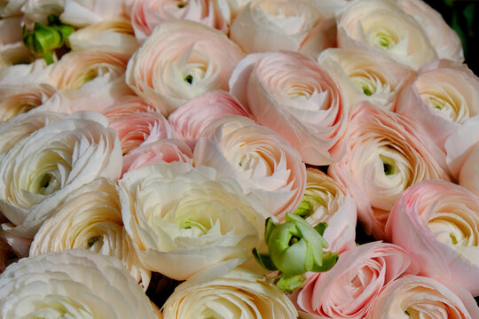 Paris, France. Europe Bouquet of pink renunculas.