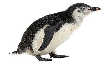 close up of a penguin