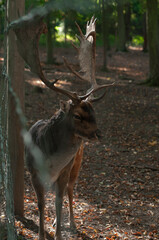 fallow deer in the forest or reserve with morning sun rays