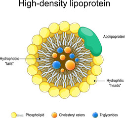 Fototapeta na wymiar High-density lipoprotein and Apolipoprotein