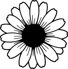 beautiful daisy flower 