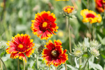 Gaillardia aristata flowers in the garden