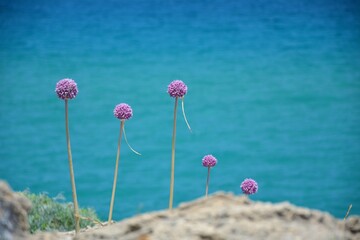Zakynthos wild plants growing in the rocks by sea coast