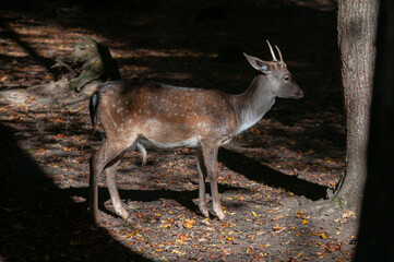 fallow deer in the forest or reserve with morning sun rays
