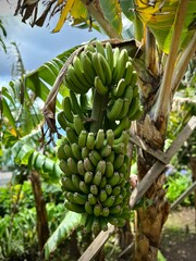 Bunch of vibrant green bananas growing on a banana tree in Monte Palace Tropical Garden, Funchal,...