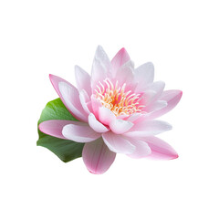 Water Lily perfect flower png