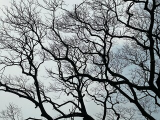 silhouette of a tree