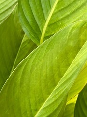 green leaf texture