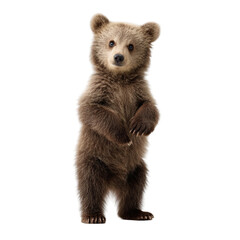 Fototapeta premium Cute brown bear standing upright in a playful pose, set against a clean white background