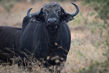 Naklejka premium cape buffalo cow