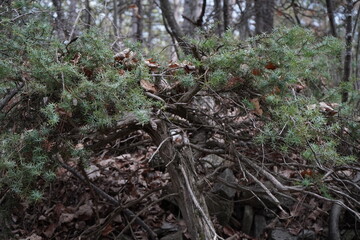 Fototapeta premium Juniper, The temple juniper(Juniperus rigida)