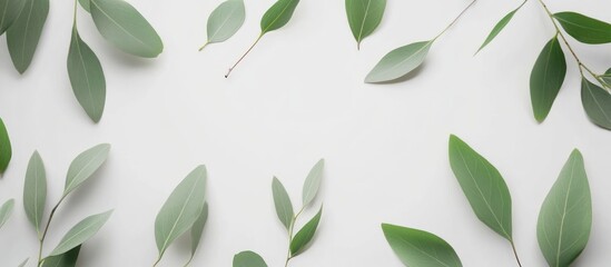 elegant eucalyptus leaves arranged to create a fresh and natural
